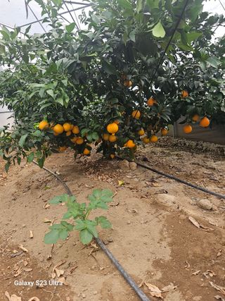 꿀벌과개미님의 귤 · 영농일지 작성글 사진