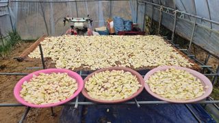 전환엽님의 기타작물 · 영농일지 작성글 사진