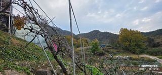 달맛햇복숭아농원님의 복숭아 · 영농일지 작성글 사진