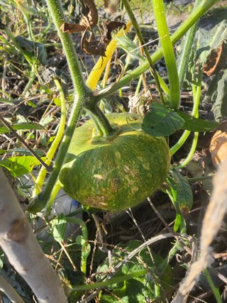 박철용 님의 기타작물 · 영농일지 작성글 사진