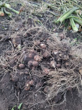 박철용 님의 기타작물 · 영농일지 작성글 사진