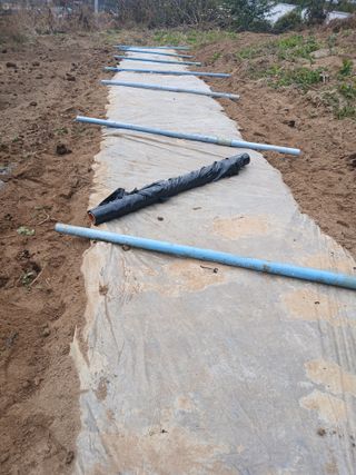 강지현님의 양파 · 영농일지 작성글 사진