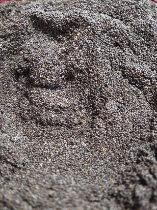 윤자용11대임후회장님의 들깨 · 영농일지 작성글 사진