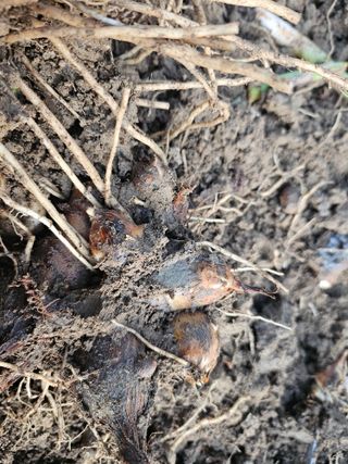 김제일주농장님의 기타작물 · 영농일지 작성글 사진