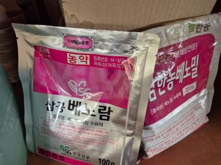 하야비치님의 마늘 · 영농일지 작성글 사진