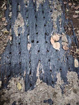 박용열조물주님 님의 양파 · 영농일지 작성글 사진