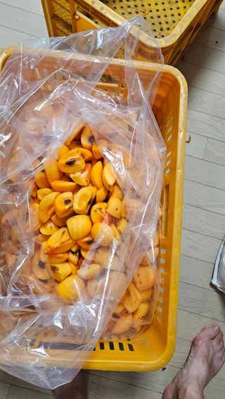 이순정님의 감 · 영농일지 작성글 사진