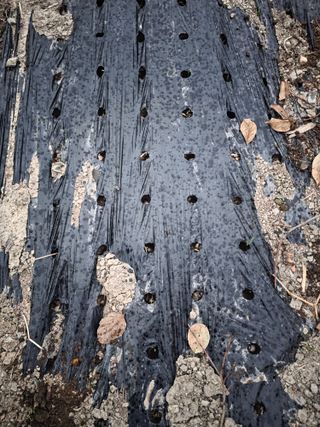 박용열조물주님 님의 양파 · 영농일지 작성글 사진