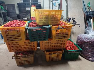 홍순오님의 고추 · 영농일지 작성글 사진