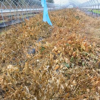 김진영님의 콩 · 영농일지 작성글 사진