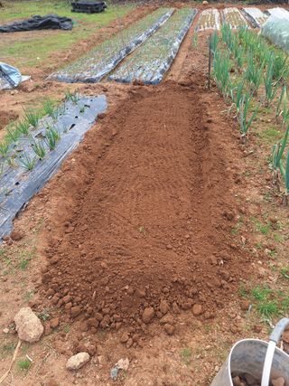 김윤오님의 기타작물 · 영농일지 작성글 사진