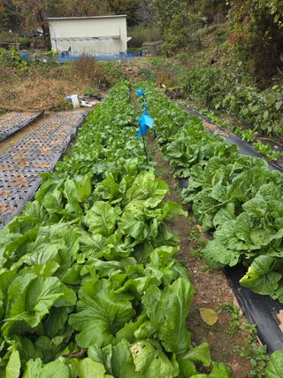 조희빈님의 파 · 영농일지 작성글 사진