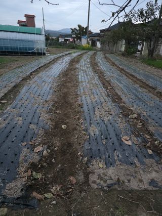 박용열조물주님 님의 양파 · 영농일지 작성글 사진