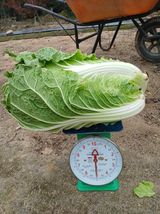 팜모닝 기타작물·영농일지 게시글 이미지