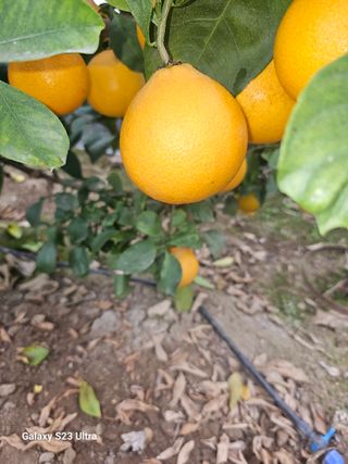 꿀벌과개미님의 귤 · 영농일지 작성글 사진