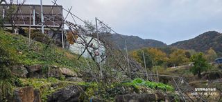 달맛햇복숭아농원님의 복숭아 · 영농일지 작성글 사진