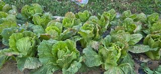 한내님의 배추 · 영농일지 작성글 사진