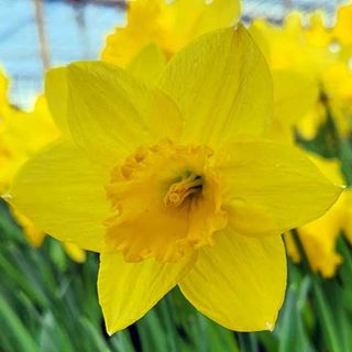 한내님의 배추 · 영농일지 작성글 사진