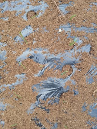 강지현님의 양파 · 영농일지 작성글 사진