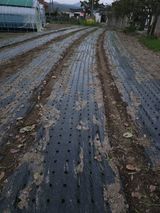 팜모닝 양파·영농일지 게시글 이미지