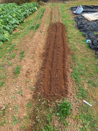 김윤오님의 배추 · 영농일지 작성글 사진