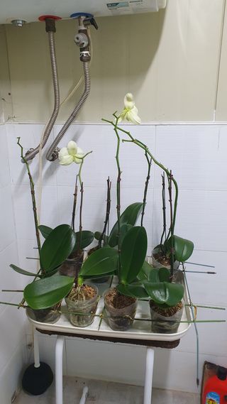 송완춘님의 기타작물 · 영농일지 작성글 사진