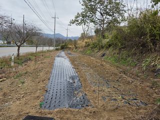 思農(sanong)님의 양파 · 영농일지 작성글 사진