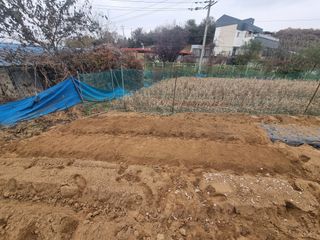 권병☆님의 마늘 · 영농일지 작성글 사진