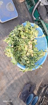 팜모닝 배추·영농일지 게시글 이미지