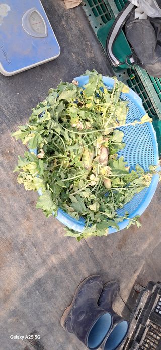 용기님의 배추 · 영농일지 작성글 사진