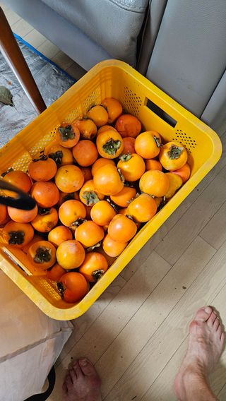 이순정님의 감 · 영농일지 작성글 사진