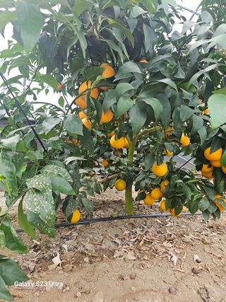 꿀벌과개미님의 귤 · 영농일지 작성글 사진