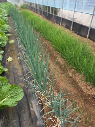 제주농부님의 배추 · 영농일지 작성글 사진