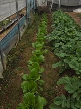 팜모닝 배추·영농일지 게시글 이미지