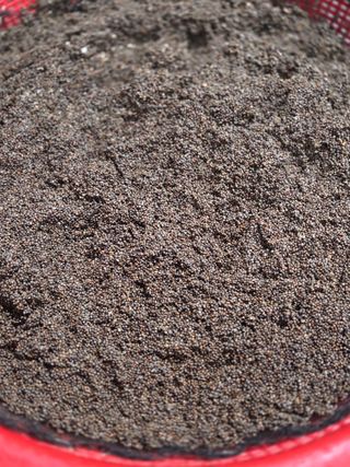 윤자용11대임후회장님의 들깨 · 영농일지 작성글 사진