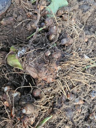 김제일주농장님의 기타작물 · 영농일지 작성글 사진