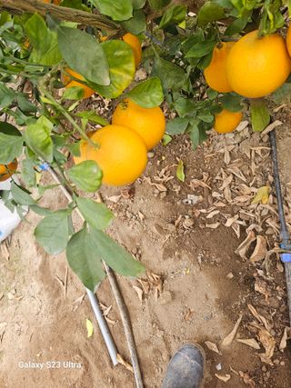 꿀벌과개미님의 귤 · 영농일지 작성글 사진