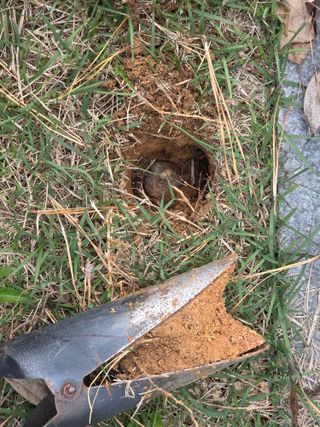 한내님의 배추 · 영농일지 작성글 사진