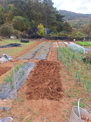 김윤오님의 기타작물 · 영농일지 작성글 사진
