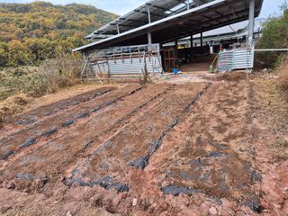 하야비치님의 마늘 · 영농일지 작성글 사진