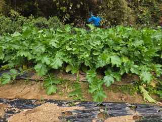 조희빈님의 파 · 영농일지 작성글 사진