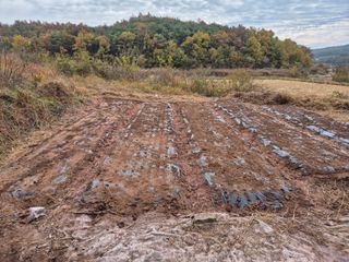 하야비치님의 마늘 · 영농일지 작성글 사진