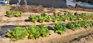 용기님의 배추 · 영농일지 작성글 사진