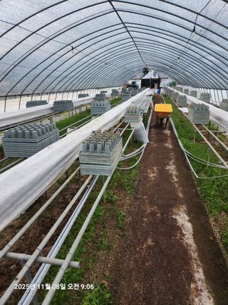 상월딸기 박명근님의 딸기 · 영농일지 작성글 사진