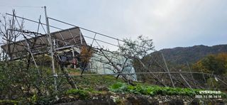 달맛햇복숭아농원님의 복숭아 · 영농일지 작성글 사진