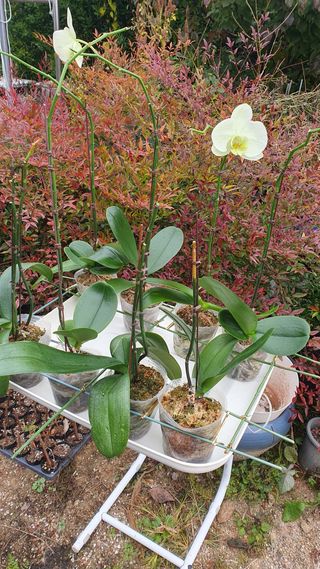 송완춘님의 기타작물 · 영농일지 작성글 사진