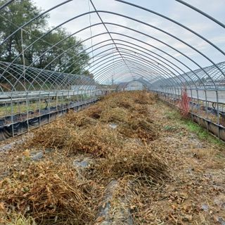 김진영님의 콩 · 영농일지 작성글 사진