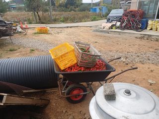 홍순오님의 고추 · 영농일지 작성글 사진