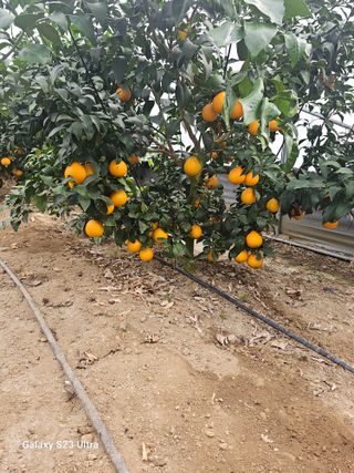 꿀벌과개미님의 귤 · 영농일지 작성글 사진