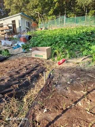 박위병님의 양파 · 영농일지 작성글 사진